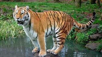 Wallpaper Grass Tiger Rocks Water Full HD 1080p