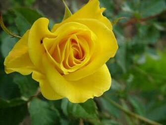 7art Flowers Clipart And Wallpaper Royalty Charming Yellow Rose