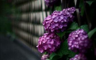 Hydrangea Desktop Wallpaper HD Background Of Your Choice
