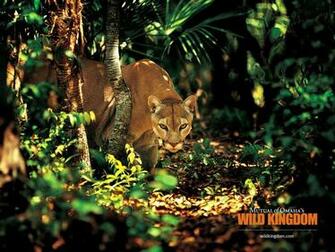 Puma Wallpaper Desktop Background Funny Doblelol
