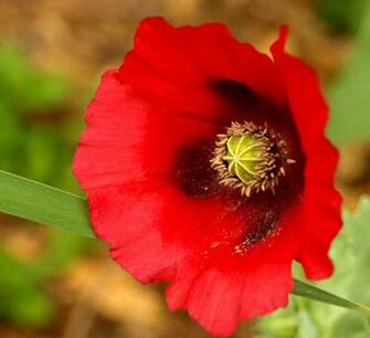Red Poppy Wallpaper