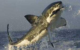Great White Shark Jumping Out Of Water