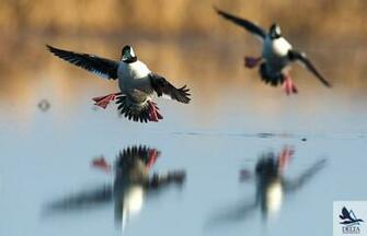 Delta Photo Gallery Spring Migration