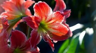Beautiful Flowers Wallpaper HD For Dekstop