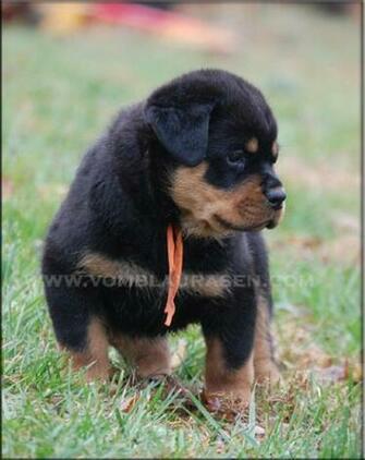 German Rottweiler Puppy Wallpaper