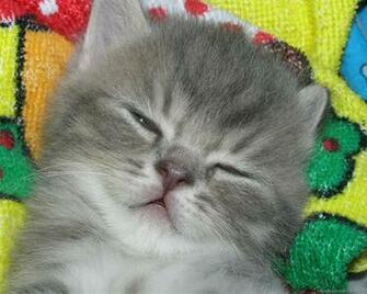 Cat Wallpaper Kitten Jpg
