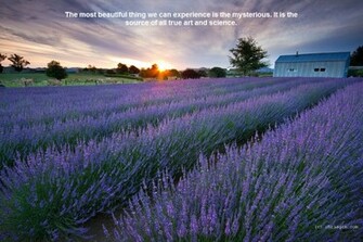 Amazing Nature Wallpaper With Beautiful Quotes Photo