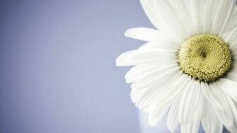 Daisy Wallpaper Background