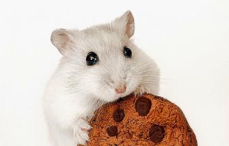 Hamster Background HD Wallpaper