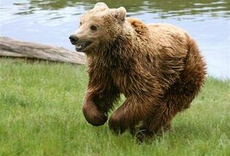 Bear Screensaver V1 Aircraft Screensavers Amazing