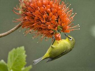 Bird And Flower Wallpaper