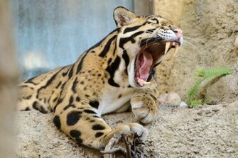 File Clouded Leopard Mouth Open Jpg