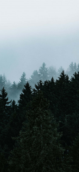 Trees iPhone Wallpaper