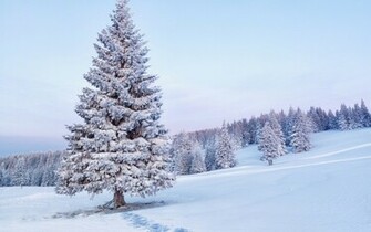 Snow Covered Tree Wallpaper