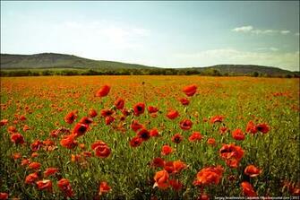 Summer In Ukraine Wallpaper