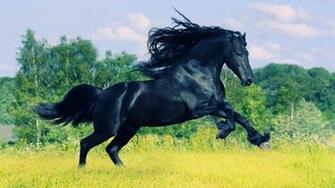 Arabian Horses In The Desert Wallpaper Arab