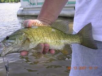 Smallmouth Bass Wallpaper File Smallmout