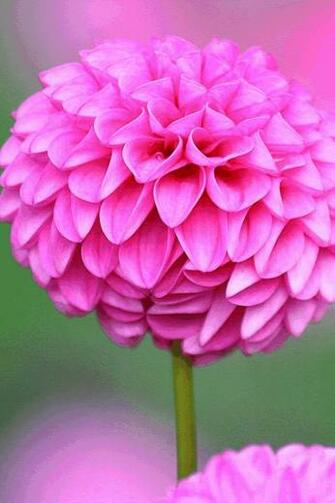 Flower iPhone Wallpaper Ipod Touch Background