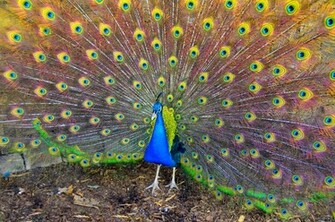 Peacock Desktop Wallpaper HD