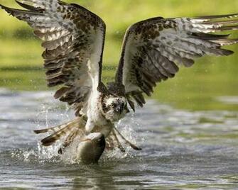 Eagle Hunting A Fish HD Wallpaper