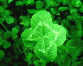 Shamrock Wallpaper