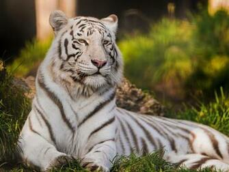Beautiful Wallpaper White Bengal Tiger Pictures