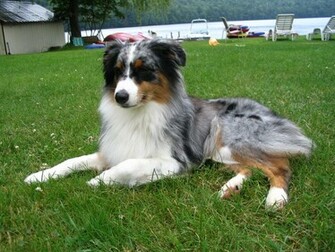 Australian Shepherd Puppies Pictures Miniature Diet Breeding