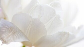 White Desktop Wallpaper High Definition Quality