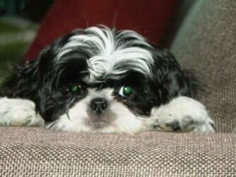 Shih Tzu Puppies Pictures Wallpaper Baby HD