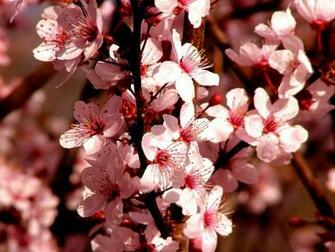 Spring Colors Wallpaper