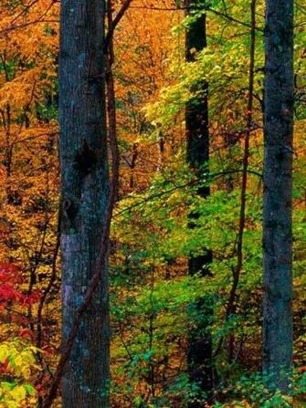 Wallpaper Background Virginia Fall Blue Ridge Mountains Forest