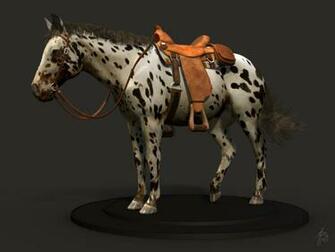 Appaloosa Horse