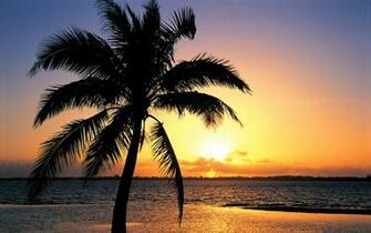Orange Sunset On The Tropic Beach Background Wallpaper