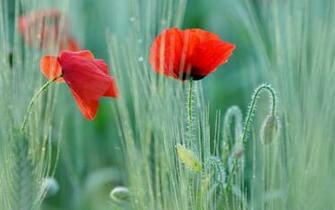 Poppy Desktop Wallpaper And Background Car Pictures