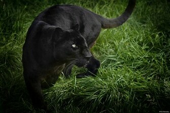 Wallpaper Black Leopard Panther Wild Cat Cats
