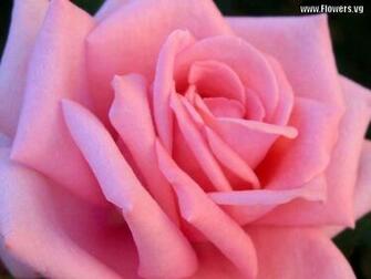 Beautiful Bouquet With Roses Background Pictures