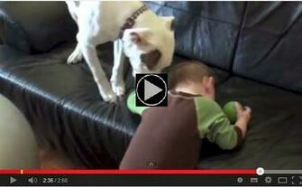 Pit Bull Dogs Wallpaper Pitbull Can Do To A Baby Video
