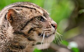 Fishing Cat