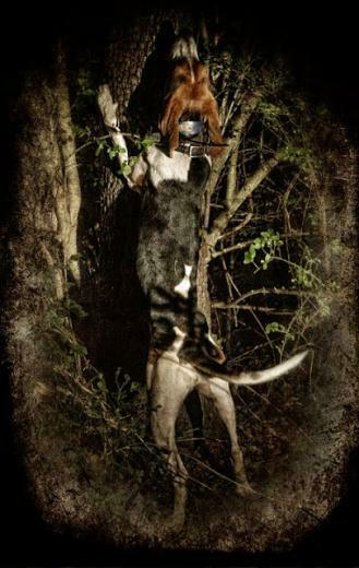 Coon Hunting Search Pictures Photos