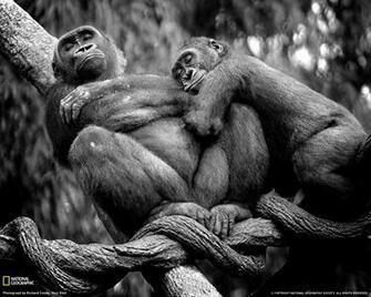 Lowland Gorillas Photo Animals Wallpaper National Geographic