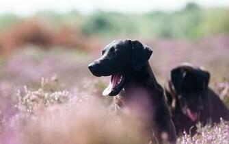 Dogs Desktop Background