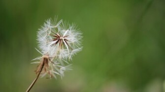 Dandelion Computer Wallpaper Desktop Background Id