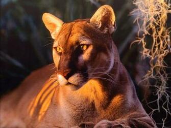 Wildlife Big Cats Computer Desktop Wallpaper Pictures Image