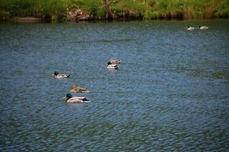 Waterfowl Wallpaper