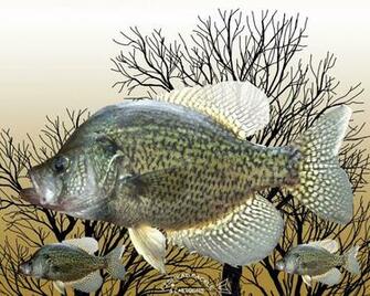 Panfish
