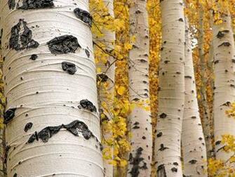 Tree Pattern Photos Trees Wallpaper Gallery National Geographic