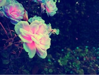 Image Neon Colors Background