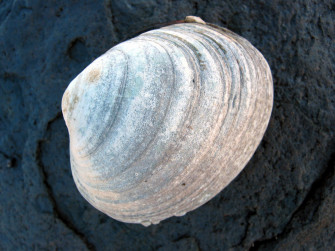 Clam Shell Photo Wallpaper