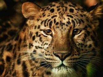 Lions Tigers Wallpaper Noname