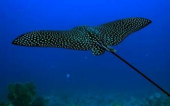 Ocean Animals Wallpaper